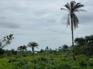 Plots of Land For Sale at Ogbaku Ejemekuru by MC CAPITAL Properties Limited